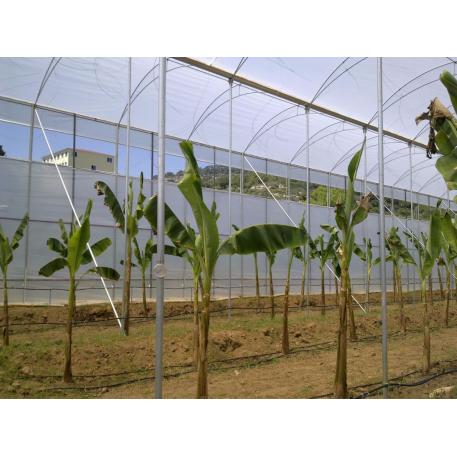 Banana Greenhouses